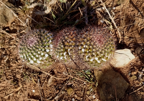 Mammillaria mammillaris