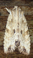 Lithophane patefacta