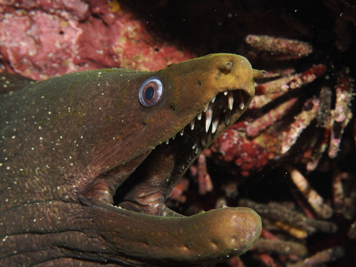 Fijnvlek-murene (Gymnothorax dovii) — Muraenidae — 2