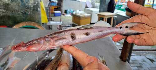 Steur-meerval (Platystomatichthys sturio) — Pimelodidae — 5