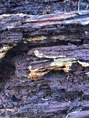 Botryobasidium aureum