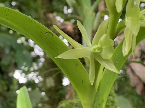 Epidendrum belloi Hágsater