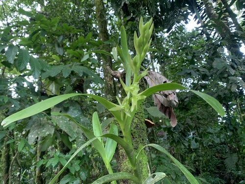 Epidendrum belloi Hágsater 2