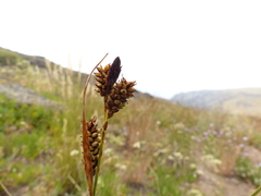 Carex raynoldsii