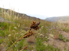 Carex raynoldsii