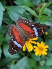 Anartia amathea