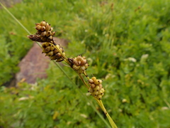 Carex raynoldsii