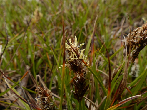 California Meadow Sedge (lawn sub)