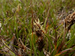 Carex pansa