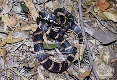 Stephen's Banded Snake photo 1