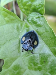 Stolas contubernalis