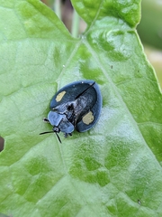 Stolas contubernalis