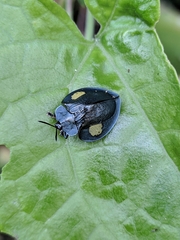 Stolas contubernalis