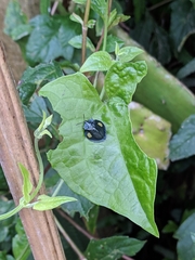 Stolas contubernalis