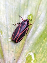 Typeschata marginata