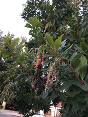 Arbutus unedo