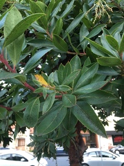 Arbutus unedo