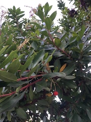 Arbutus unedo