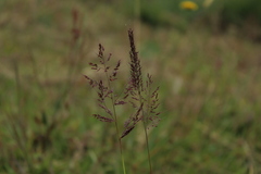 Melinis minutiflora