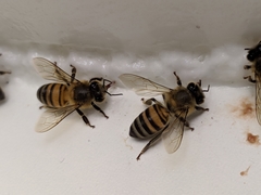 Apis mellifera
