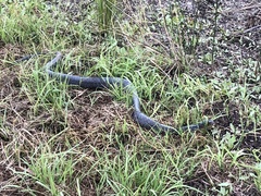 Drymarchon melanurus erebennus