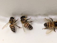 Apis mellifera