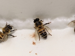 Apis mellifera