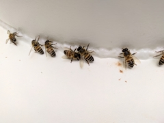 Apis mellifera