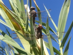 Paragomphus sinaiticus