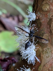 Salpingogaster