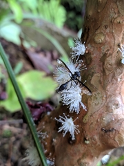 Salpingogaster