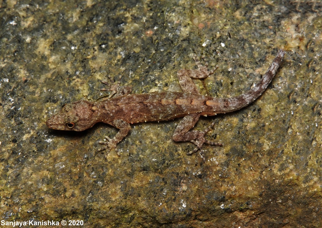 Retigala Day Gecko
