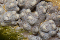 Cladiella