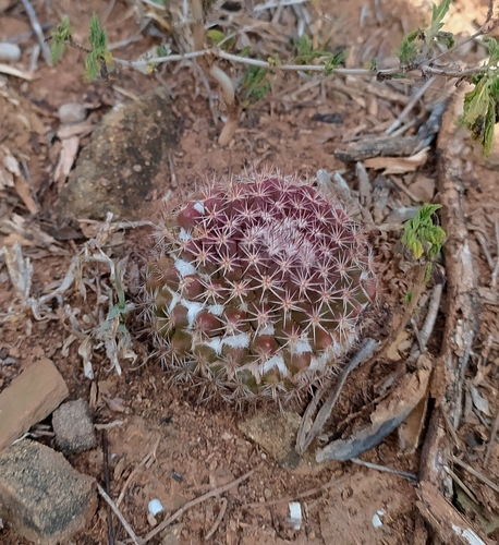 Mammillaria mammillaris
