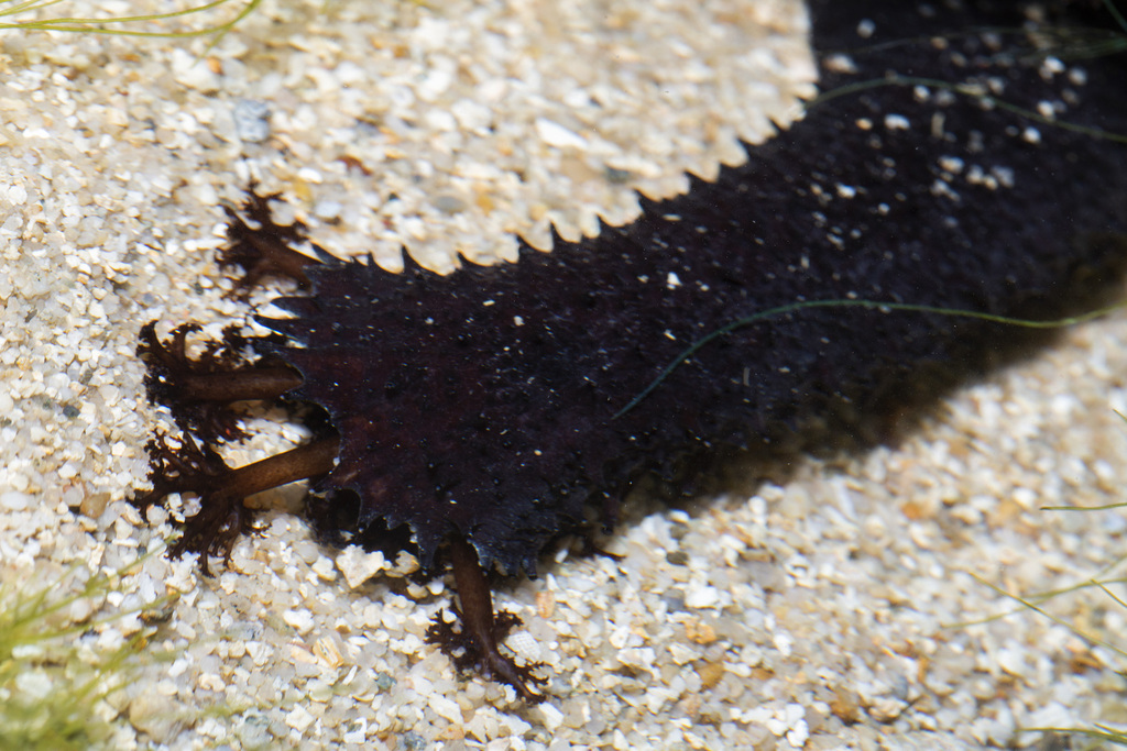 Black Sea Cucumber, photo 1 of 7