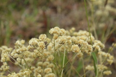 Achyrocline saturejoides