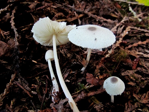 Skullcap Dapperling