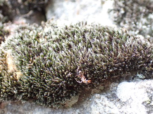Grimmia elatior observed 2025-09-12