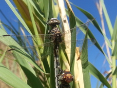 Paragomphus sinaiticus
