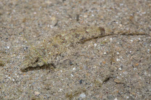 Callionymus erythraeus · iNaturalist