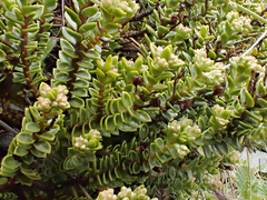 Veronica buchananii