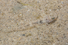 Favonigobius