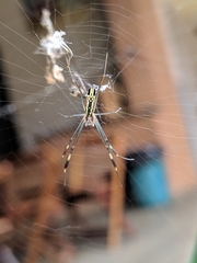 Trichonephila clavipes