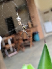 Trichonephila clavipes