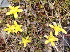 Ranunculus gracilipes