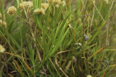 Achyrocline saturejoides