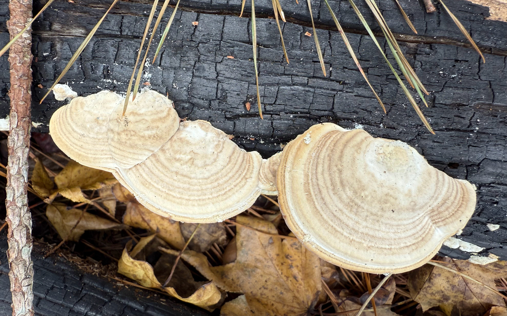 Trametes lactinea · November 2025 · photo: © melissameadows (iNaturalist, cc-by)