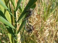 Paragomphus sinaiticus