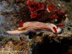 Hypselodoris maridadilus
