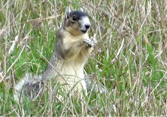 Sciurus niger shermani